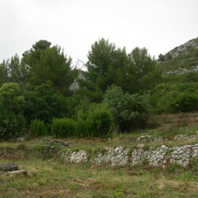 cote bas en cours de debroussaillement -  juin 2020